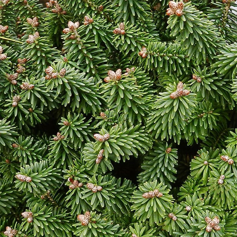 Sapin nain - Abies balsamea Piccolo (Foliage)