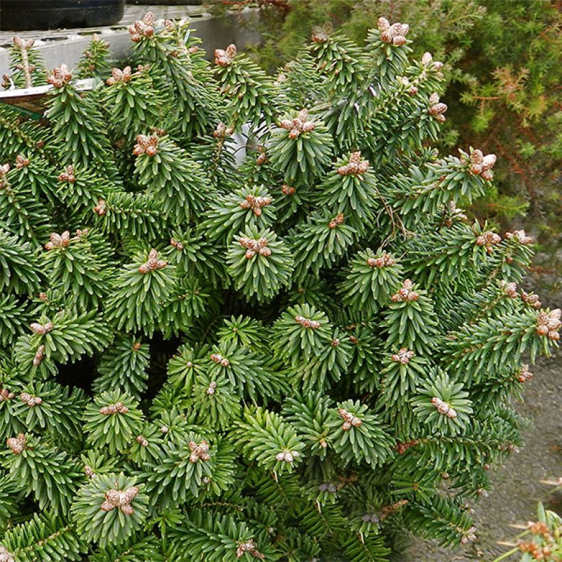 Sapin nain - Abies balsamea Piccolo (Plant habit)