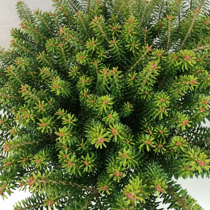 Abies koreana Luminetta - Sapin de Corée nain (Foliage)