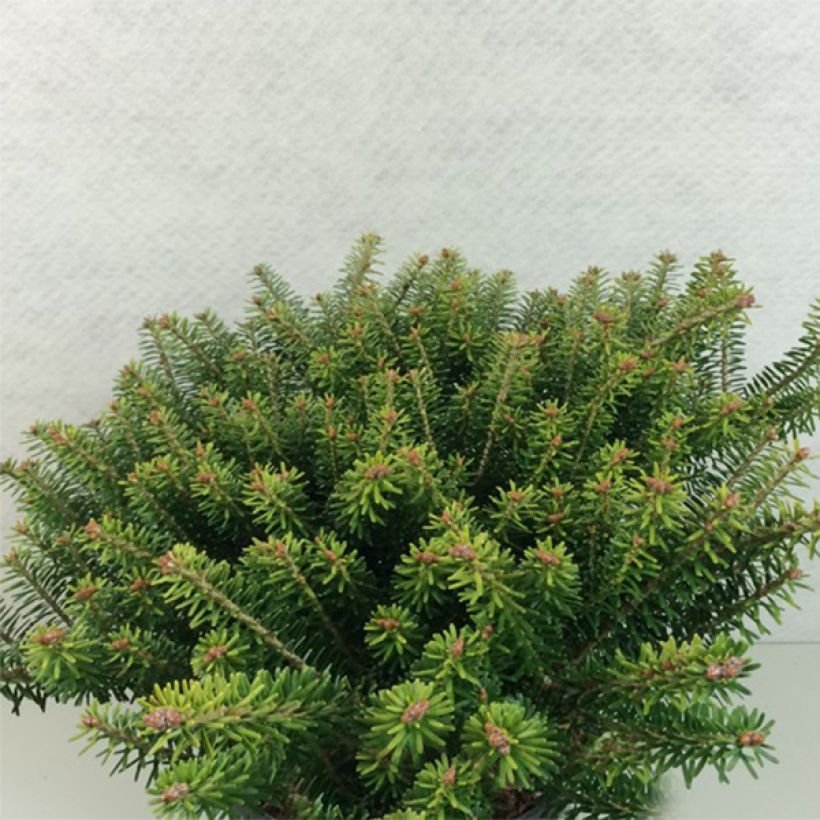 Abies koreana Luminetta - Sapin de Corée nain (Plant habit)