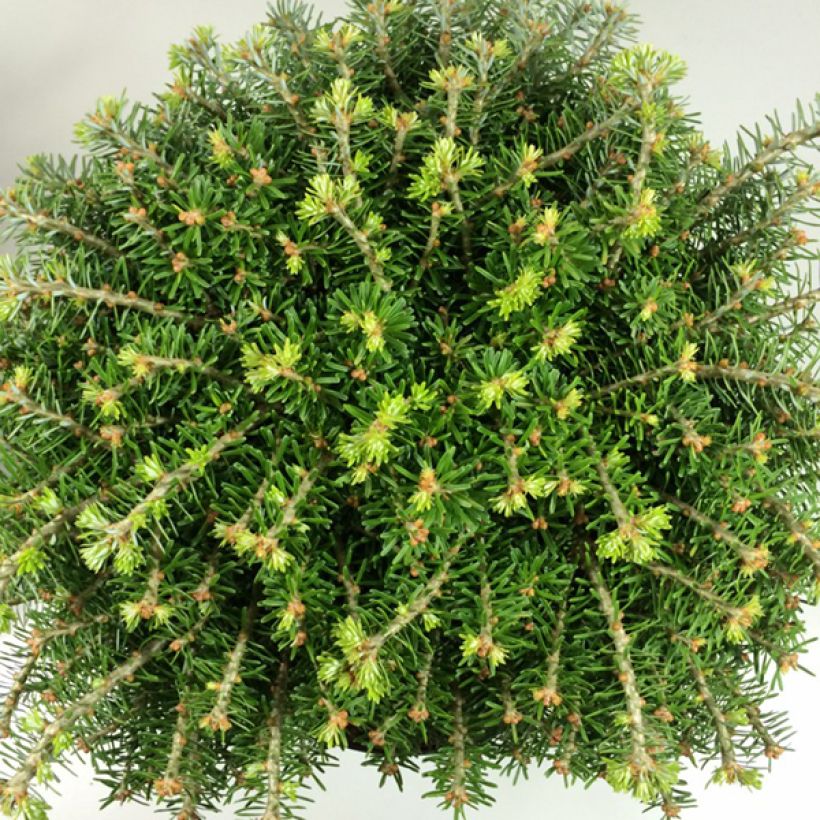 Sapin de Corée - Abies koreana Nadelkissen (Foliage)