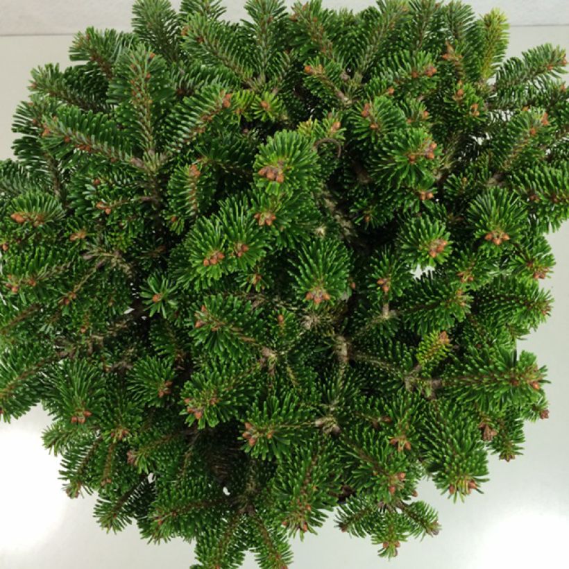 Sapin de Nordmann - Abies nordmanniana Münsterland (Foliage)