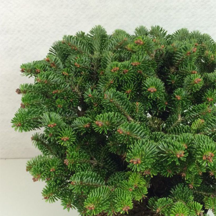 Sapin de Nordmann - Abies nordmanniana Münsterland (Plant habit)