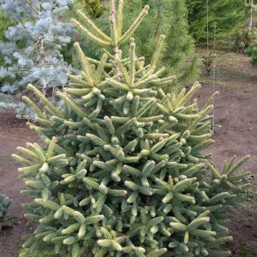Sapin d'Espagne doré - Abies pinsapo Aurea (Plant habit)