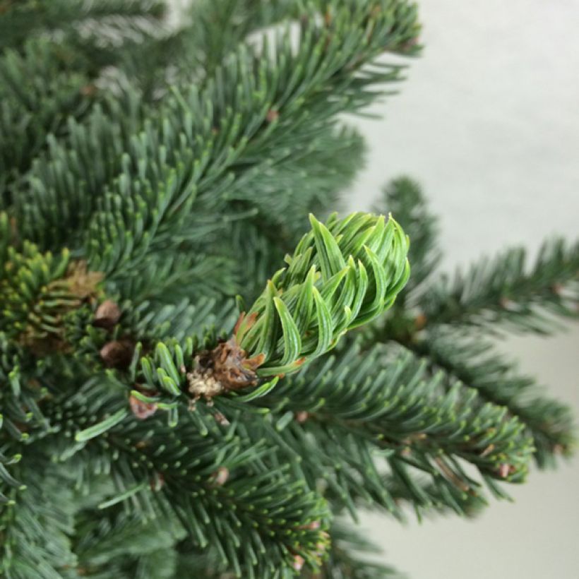 Sapin noble - Abies procera Bizarro (Foliage)
