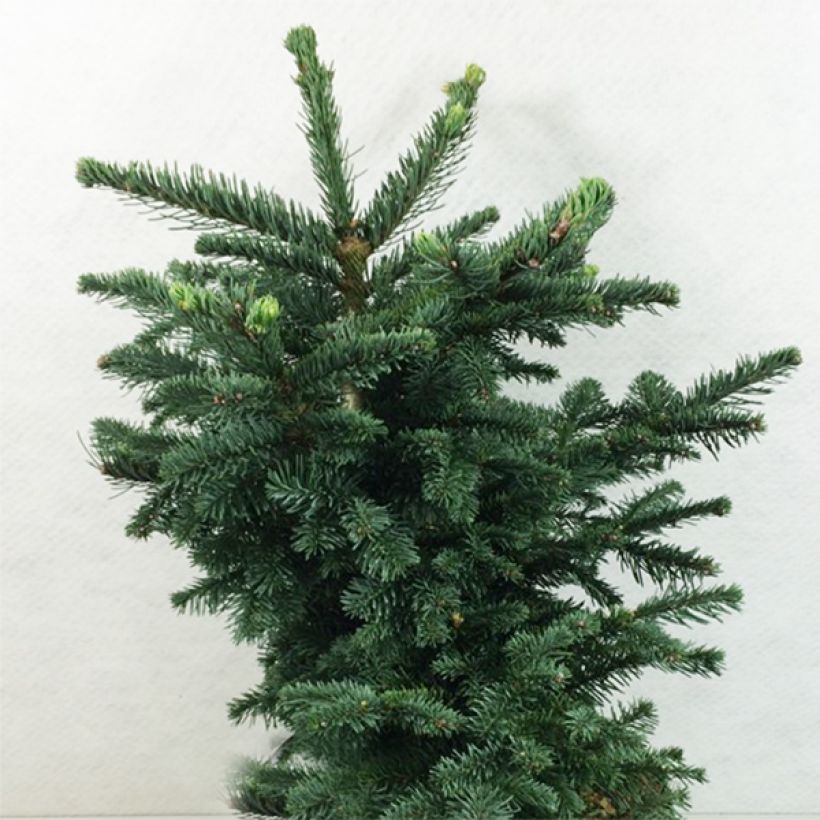 Sapin noble - Abies procera Bizarro (Plant habit)
