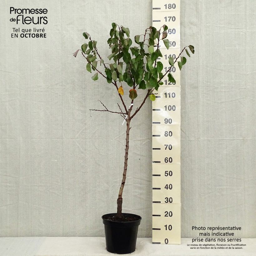 Example of Abricotier Bergeron Pot de 7,5L/10L, Gobelet as you get in automne