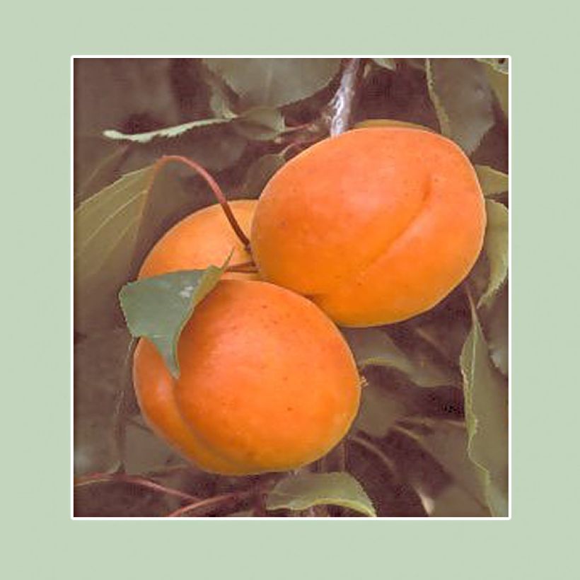 Abricotier Canino (Harvest)