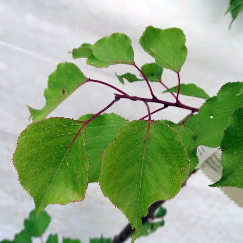 Abricotier Doucoeur - Georges Delbard (Foliage)