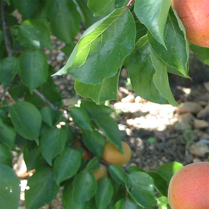 Abricotier Flavor Cot (Foliage)