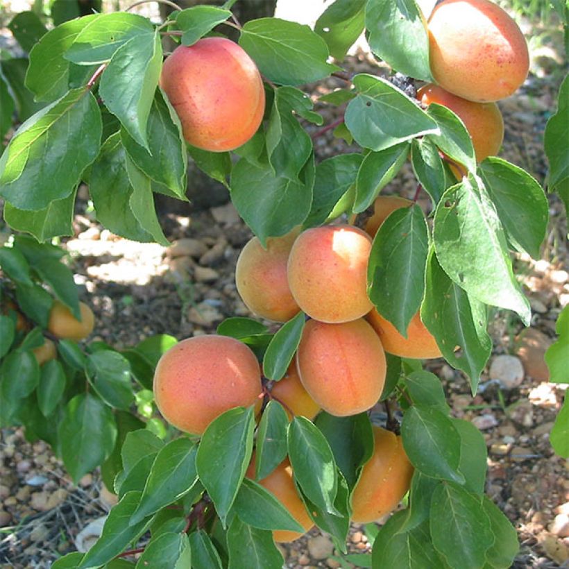 Abricotier Flavor Cot (Harvest)