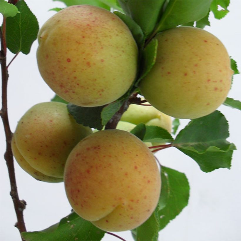 Abricotier Goldrich (Harvest)