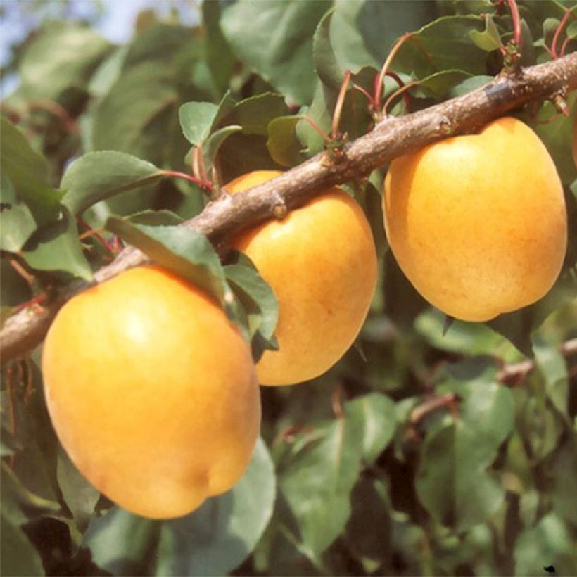 Abricotier Hargrand (Harvest)