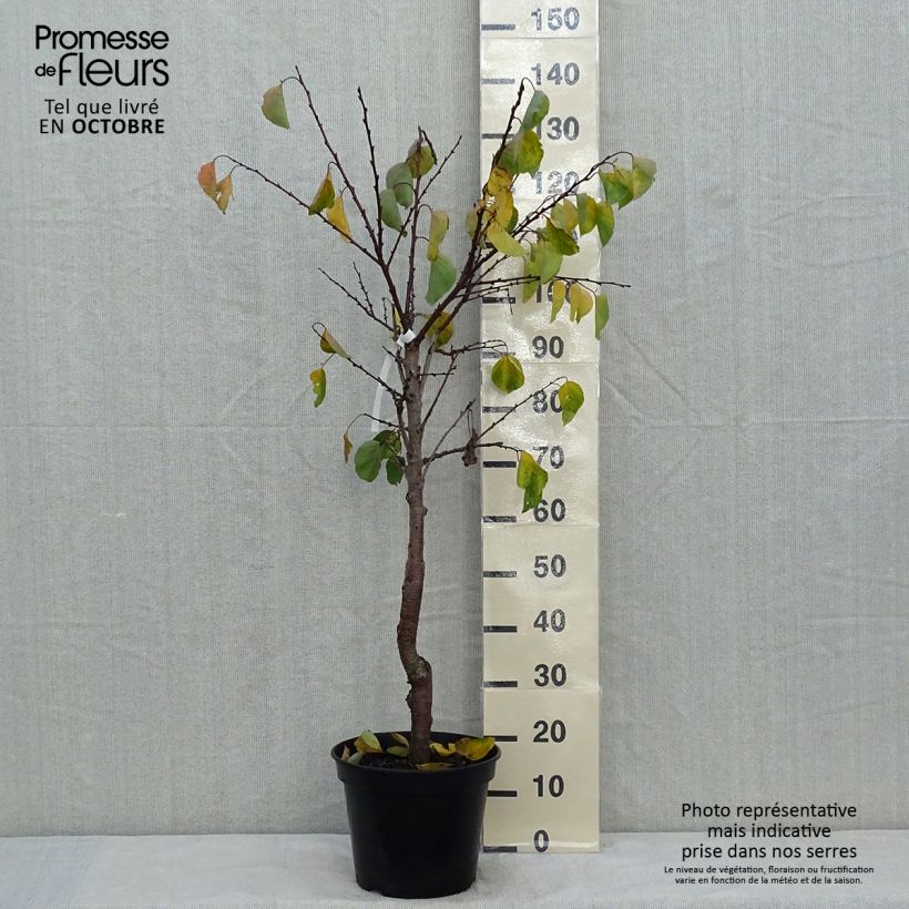 Example of Abricotier Hargrand Pot de 7,5L/10L, Gobelet as you get in automne