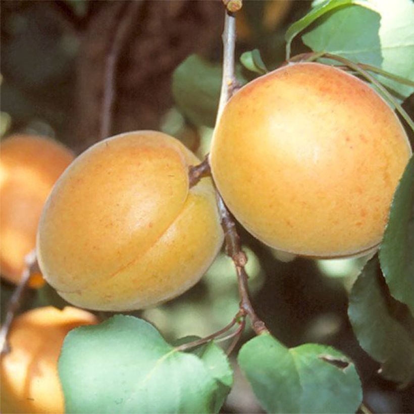 Abricotier Luizet  (Harvest)