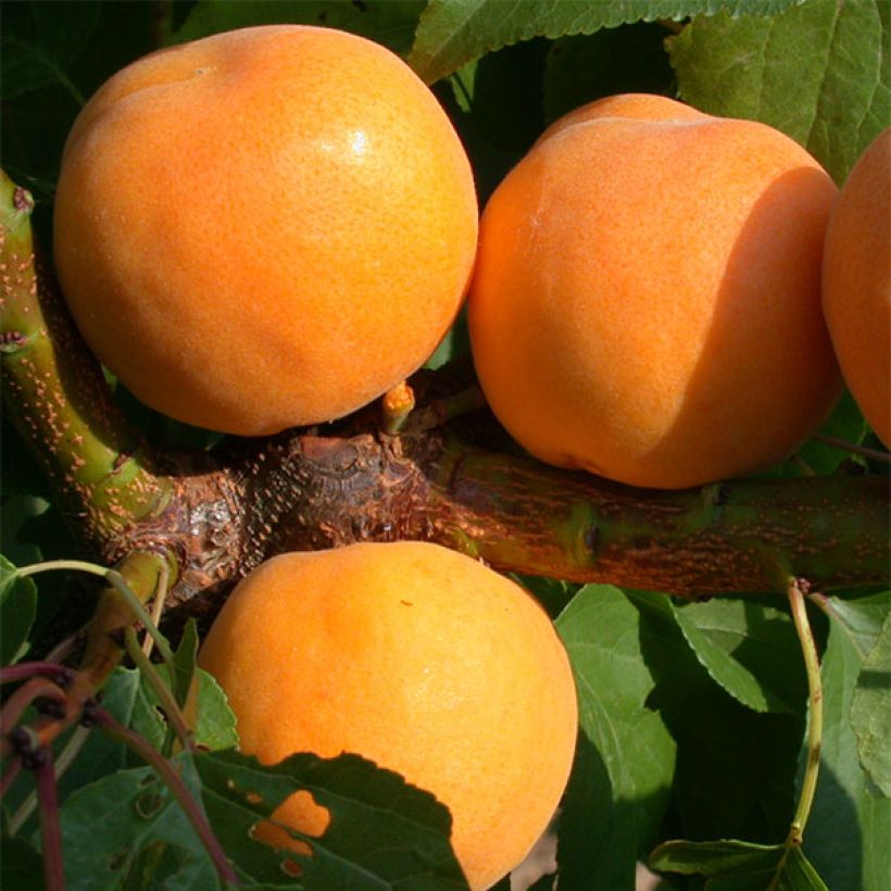 Abricotier Muscat de Nancy (Harvest)