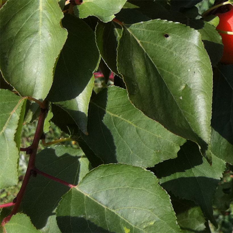 Abricotier Orange Summer (Foliage)