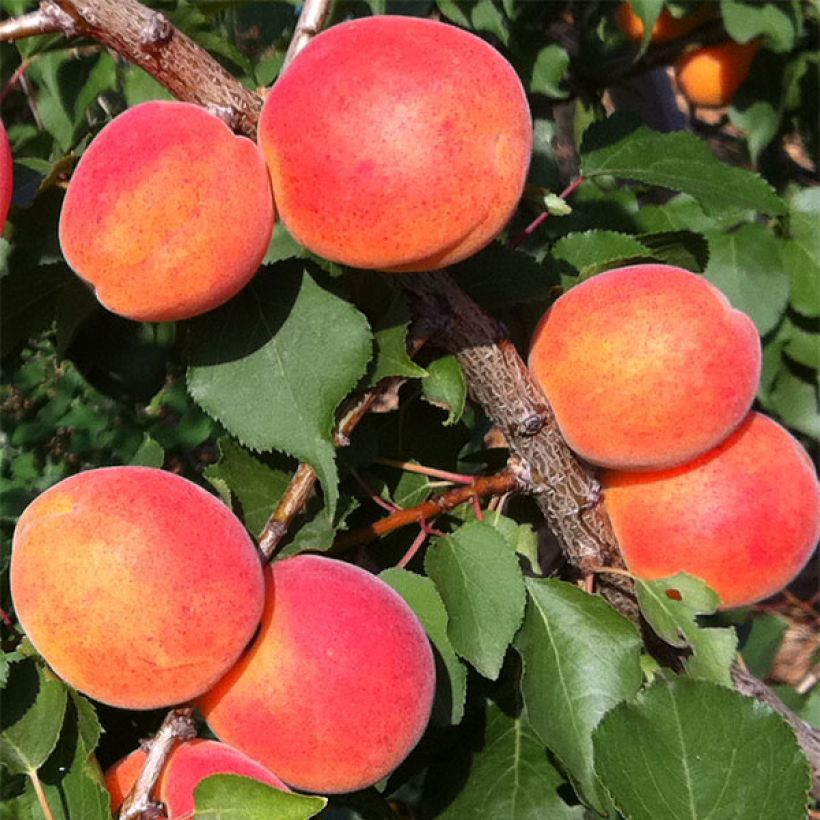Abricotier Orange Summer (Harvest)