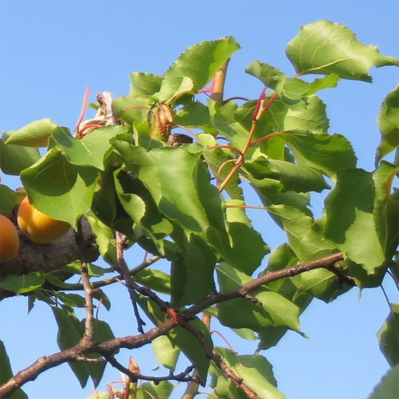 Abricotier Petit Muscat (Foliage)