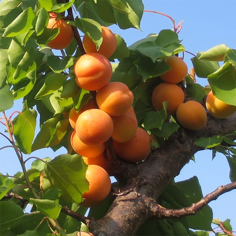 Abricotier Petit Muscat (Harvest)