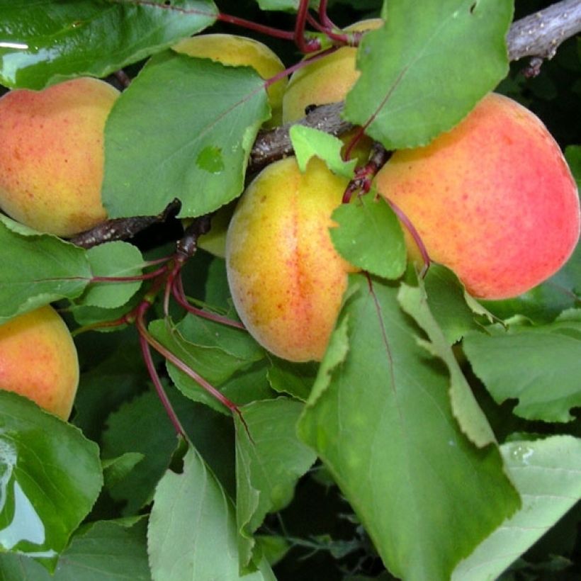 Abricotier Polonais Bio (Harvest)