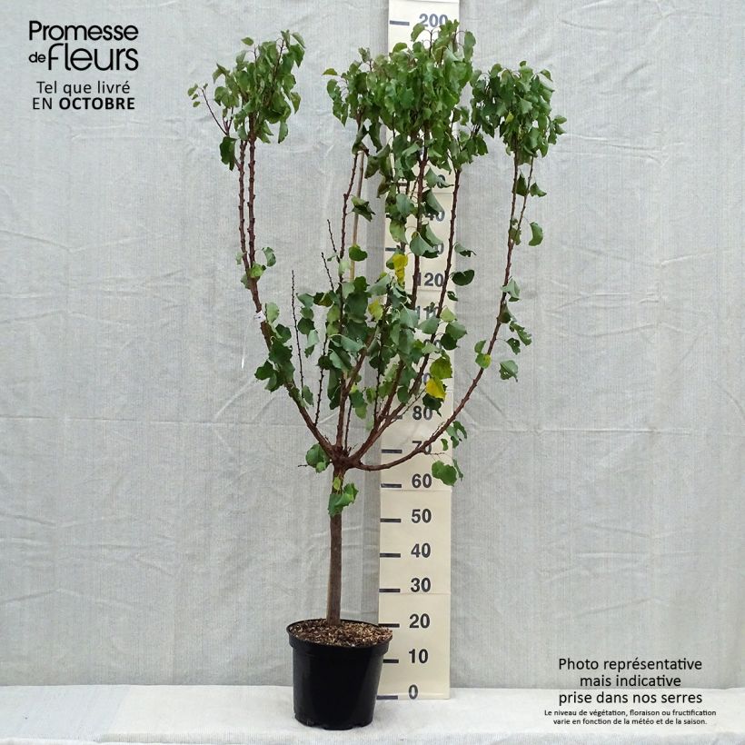 Example of Abricotier Polonais Pot de 7,5L/10L, Gobelet as you get in automne