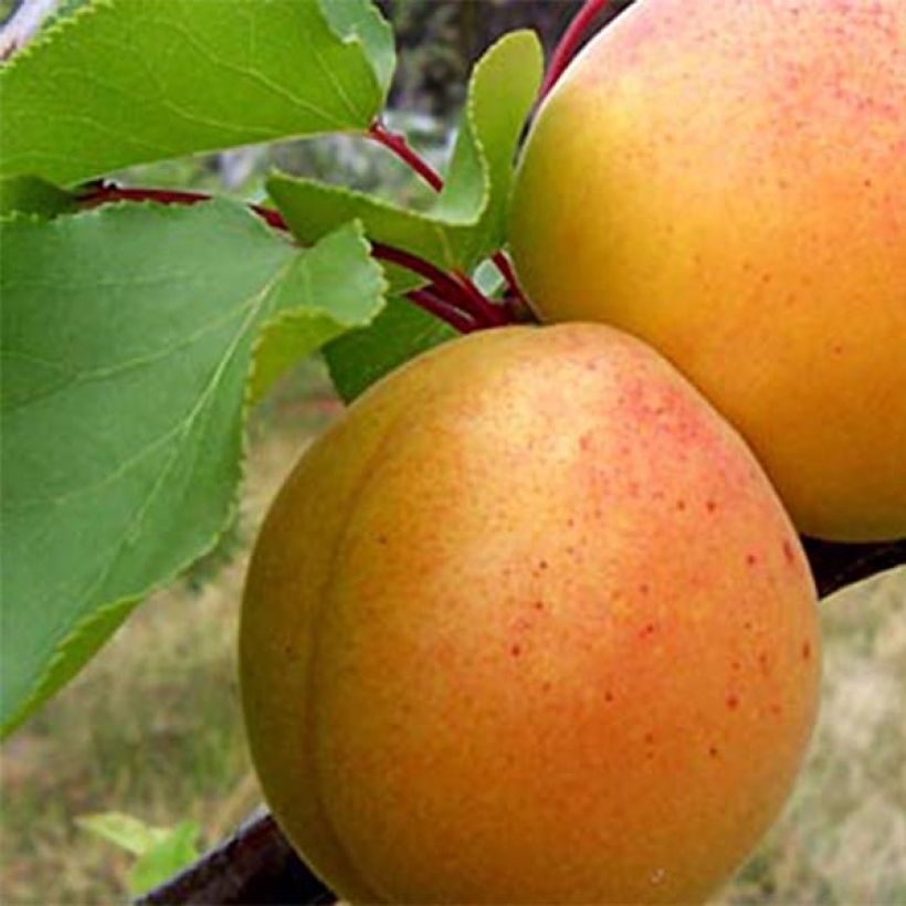 Abricotier Précoce de Saumur Bio (Harvest)