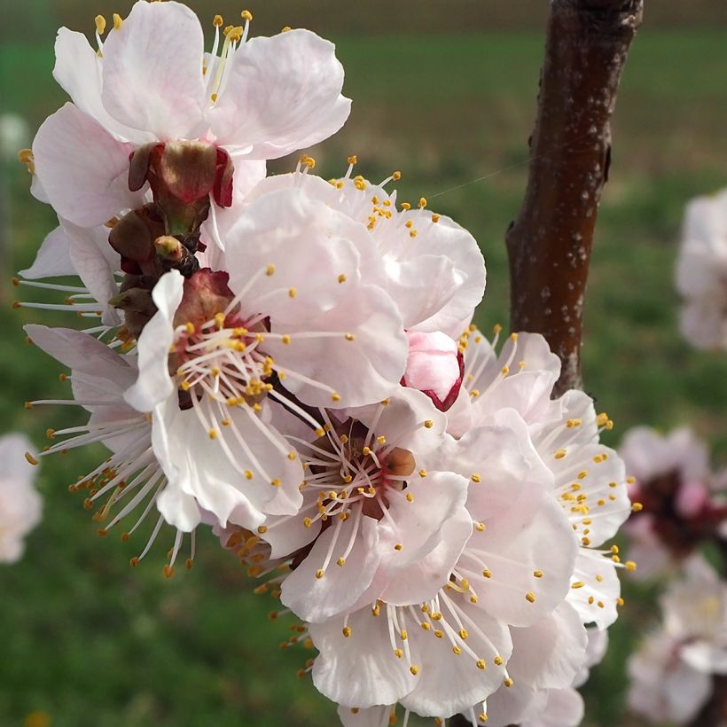 Abricotier - Prunus armeniaca Harcot (Flowering)