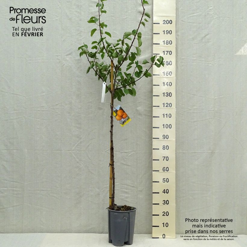 Example of Abricotier - Prunus armeniaca Peche de Nancy Pot de 7,5L/10L, Demi-Tige as you get in automne