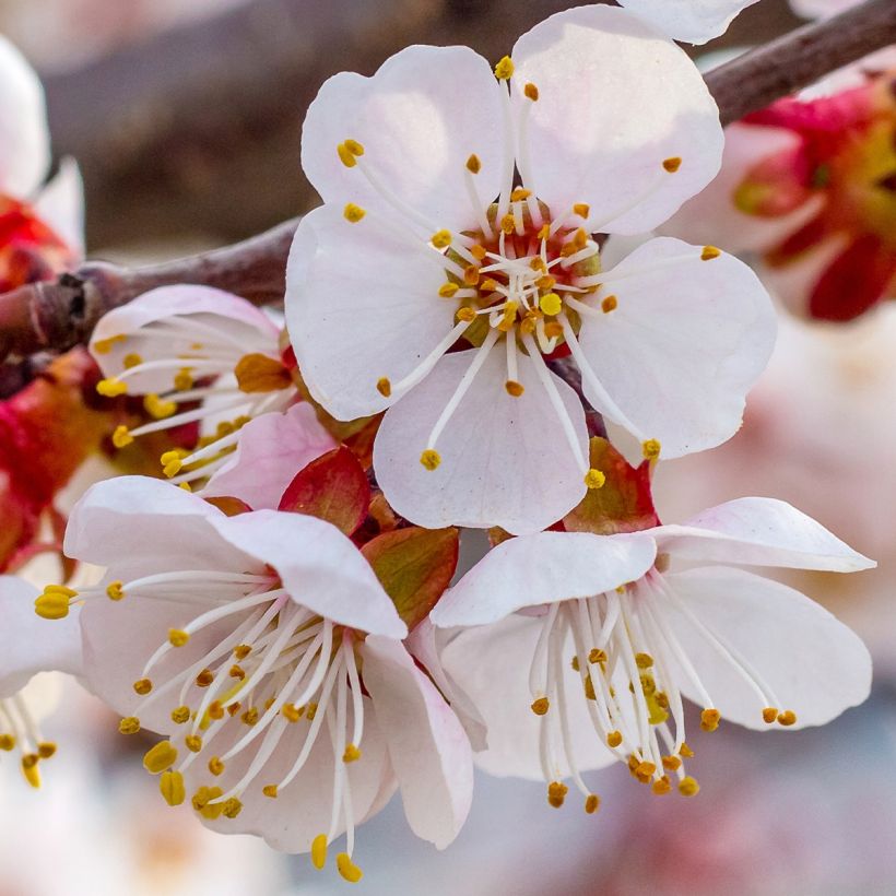 Abricotier - Prunus armeniaca Tardif De Bordaneil (Flowering)