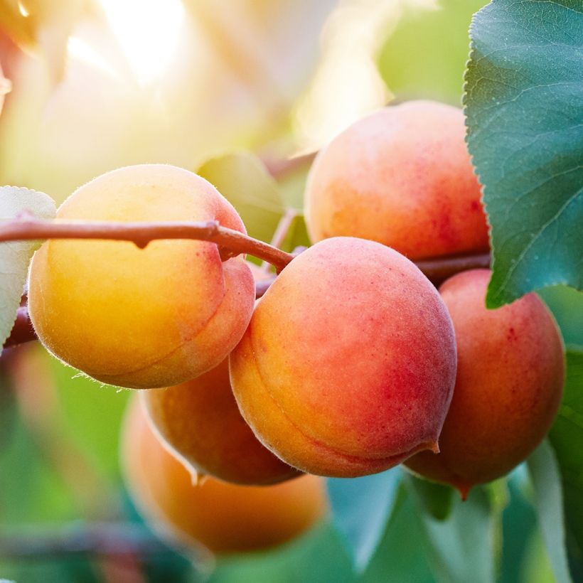 Abricotier - Prunus armeniaca Tardif De Bordaneil (Harvest)