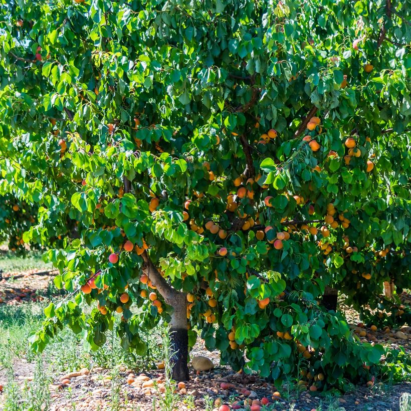 Abricotier - Prunus armeniaca Tardif De Bordaneil (Plant habit)