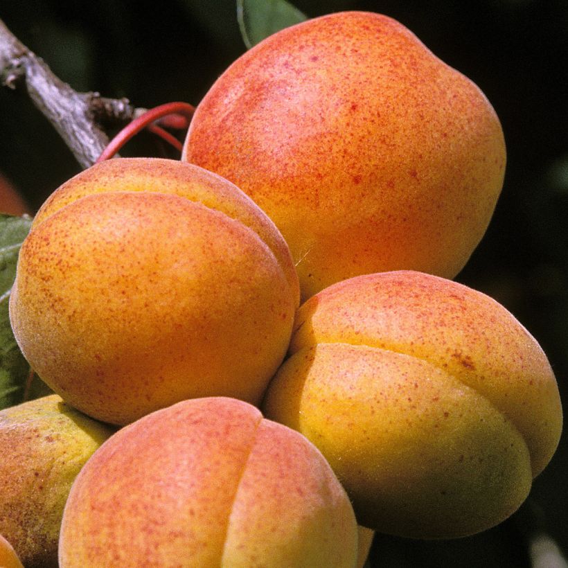 Abricotier - Prunus armeniaca Peche de Nancy (Harvest)