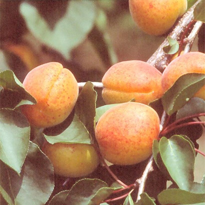 Abricotier Rouge du Roussillon Bio (Harvest)