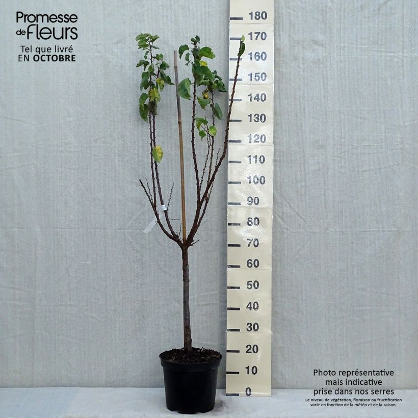 Example of Abricotier Rouge du Roussillon Pot de 7,5L/10L, Gobelet as you get in automne