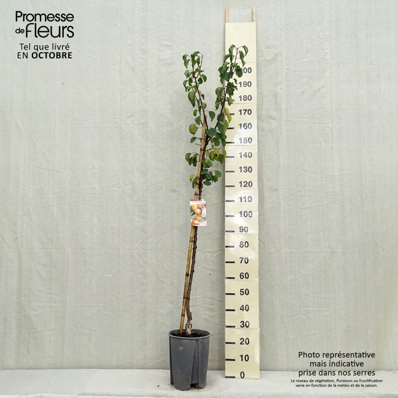 Example of Abricotier Royal Pot de 7,5L/10L, Demi-Tige as you get in automne