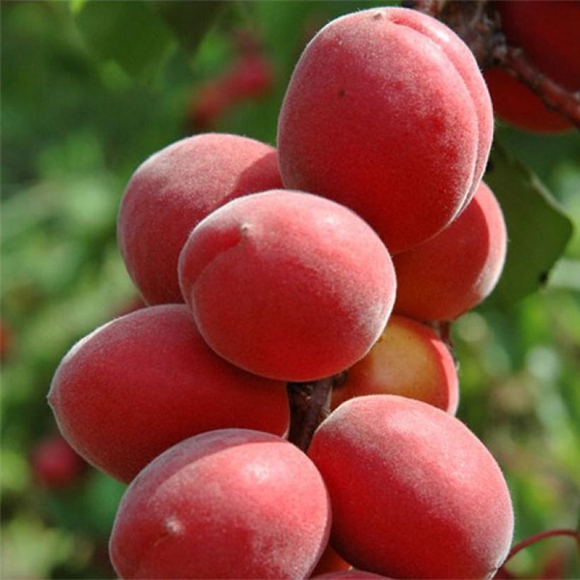 Abricotier Sunrosso (Harvest)