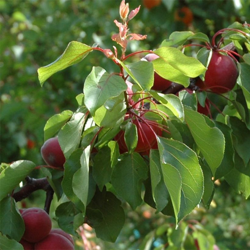 Abricotier Sunrosso (Foliage)