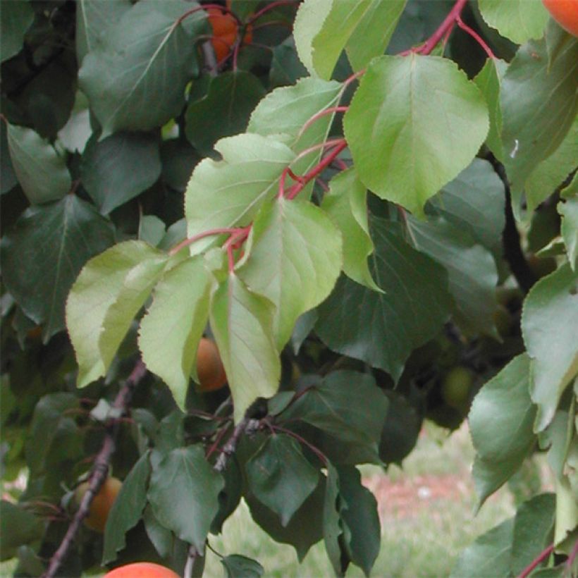 Abricotier Tom Cot (Foliage)