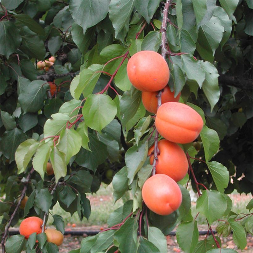 Abricotier Tom Cot (Harvest)