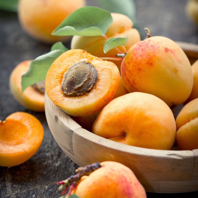 Abricotier nain Fruit Me Apricot Me Pending (Harvest)