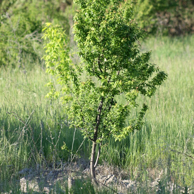 Abricotier nain Fruit Me Apricot Me Pending (Plant habit)