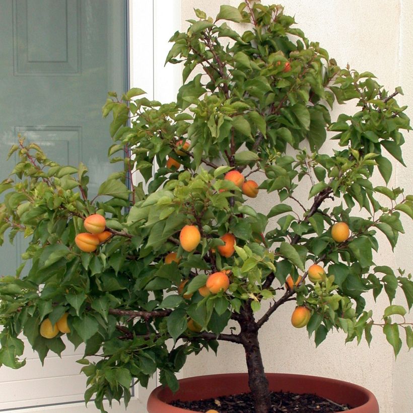 Abricotier nain Garden Aprigold (Plant habit)