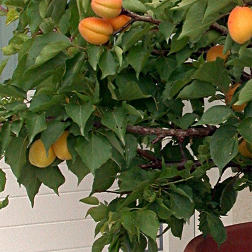Abricotier nain Garden Aprigold (Foliage)