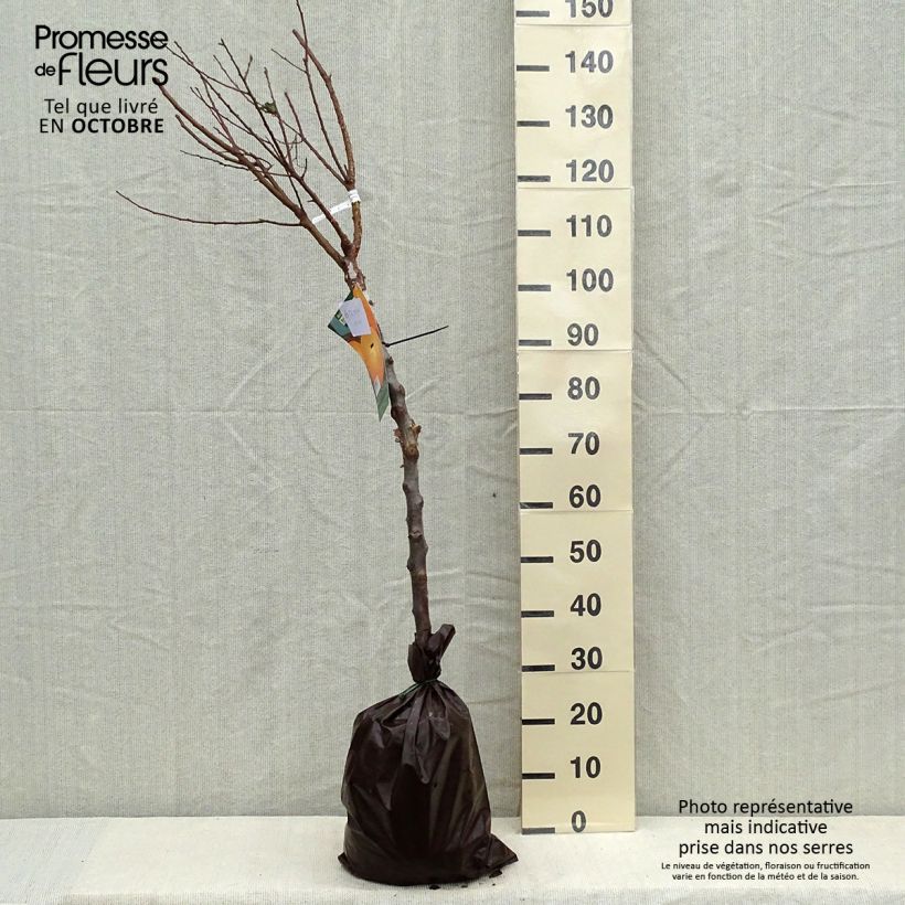 Example of Abricotier Rustique Des Pyrénées - Georges Delbard Motte "Prêt-à-planter", Gobelet as you get in automne