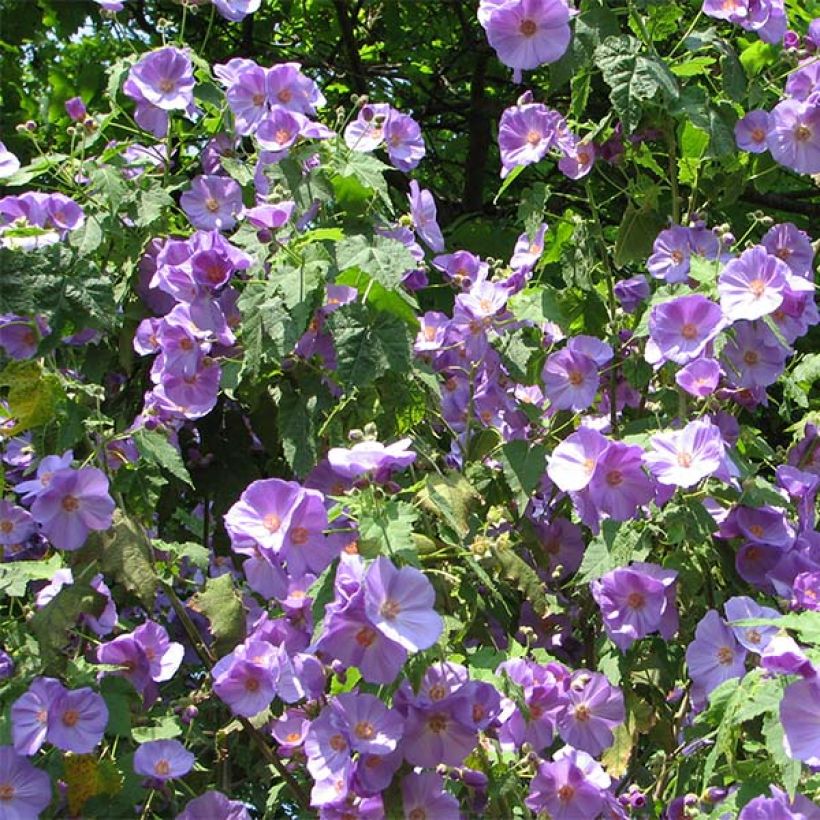 Abutilon Suntense (Flowering)