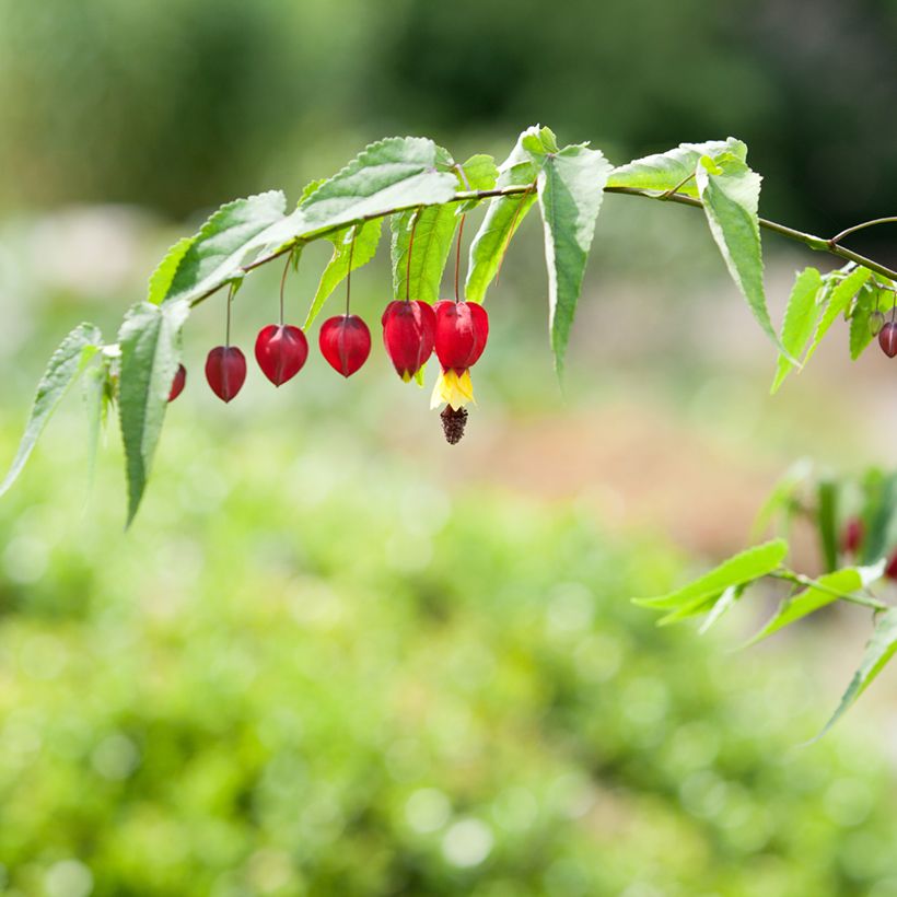 Abutilon megapotamicum - Abutilon du grand fleuve (Flowering)