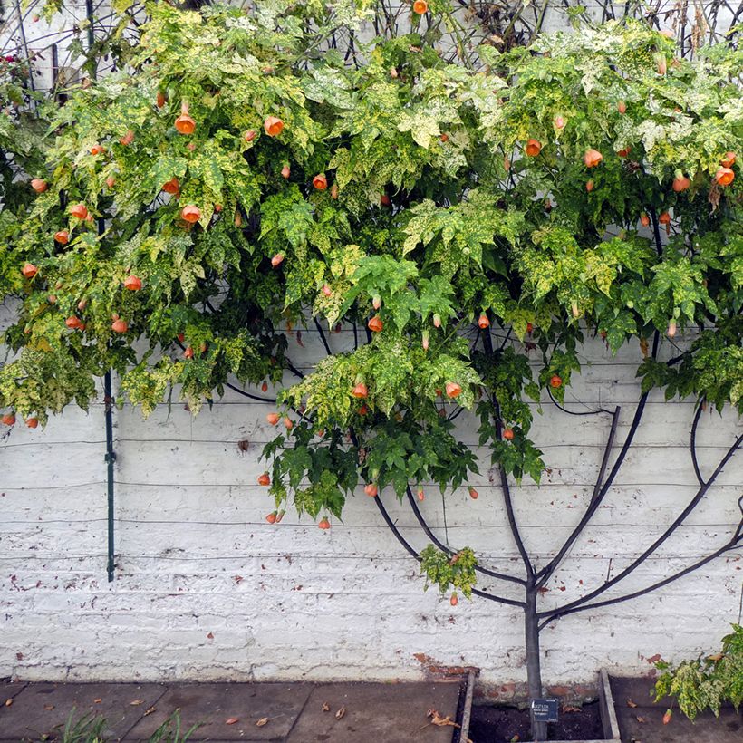 Abutilon pictum Thompsonii (Plant habit)