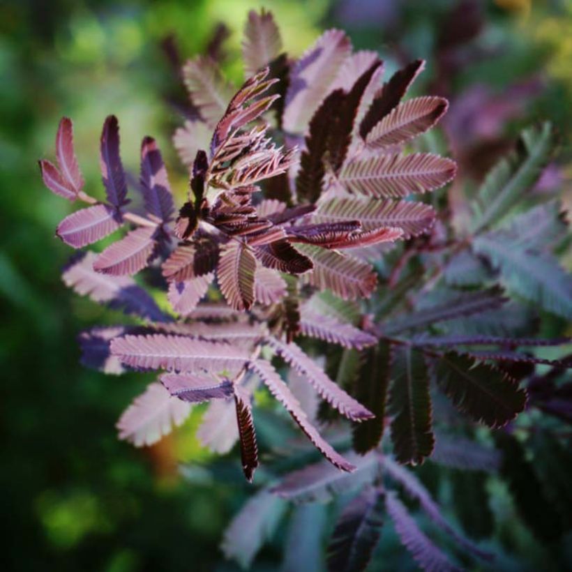 Acacia baileyana Purpurea - Mimosa de Bailey pourpre (Foliage)