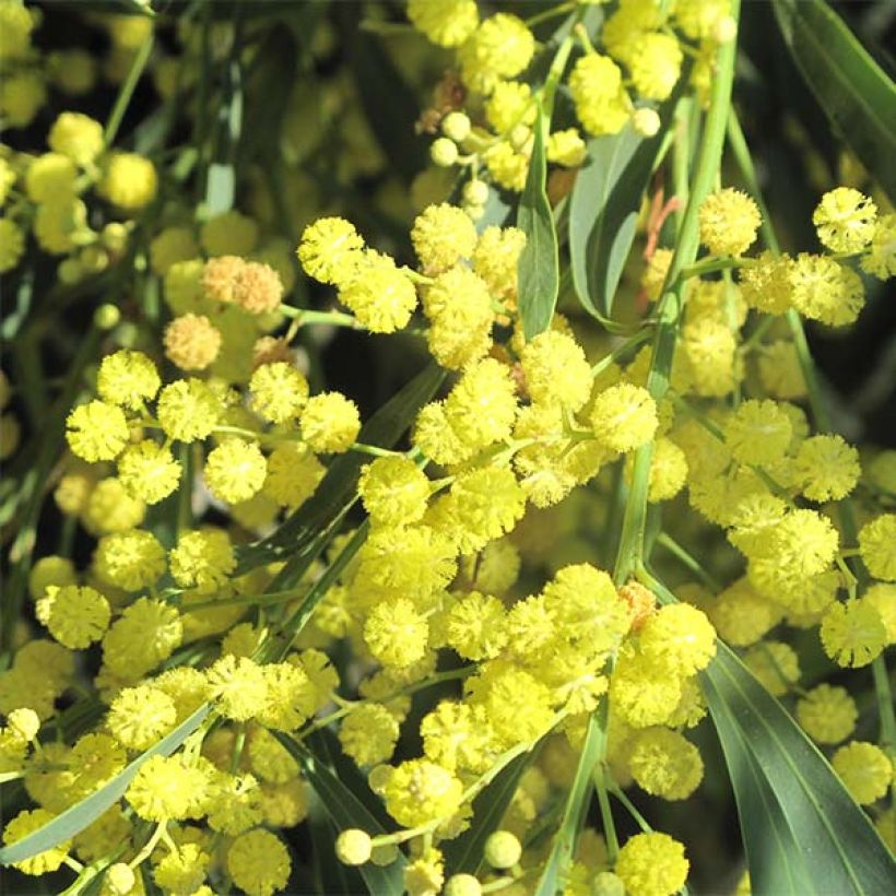 Mimosa des 4 saisons Lisette - Acacia retinodes (Flowering)